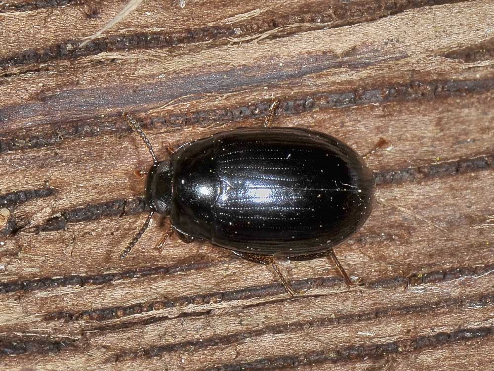 Chrysomelidae? No. Tenebrionidae: Scaphidema metallicum